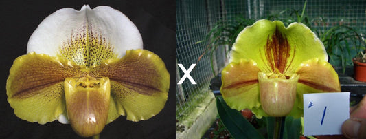 Paphiopedilum Millie Lester