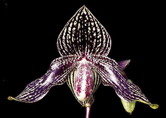 Paphiopedilum Rolfei