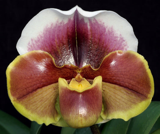 Paphiopedilum Amanda 'Joyance' AM/RHS