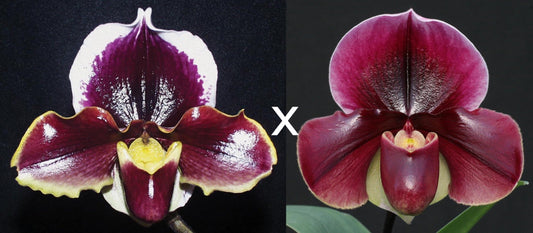 Paphiopedilum Valley Girl 'High Intensity' x Flash Point 'Rotunda'