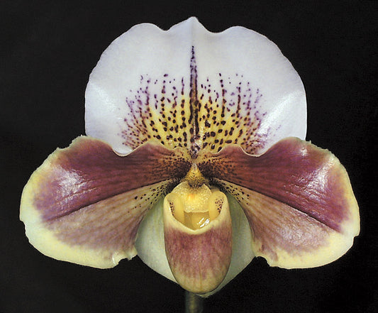 Paphiopedilum Carmen Coll 'Queen of Hearts'