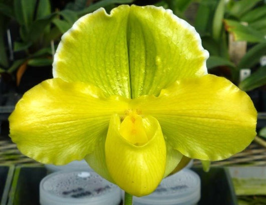 Paphiopedilum Coro Oro 'Irish Charm'