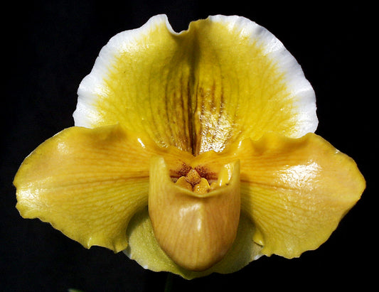 Paphiopedilum Donna Hanes 'Papa Aroha'