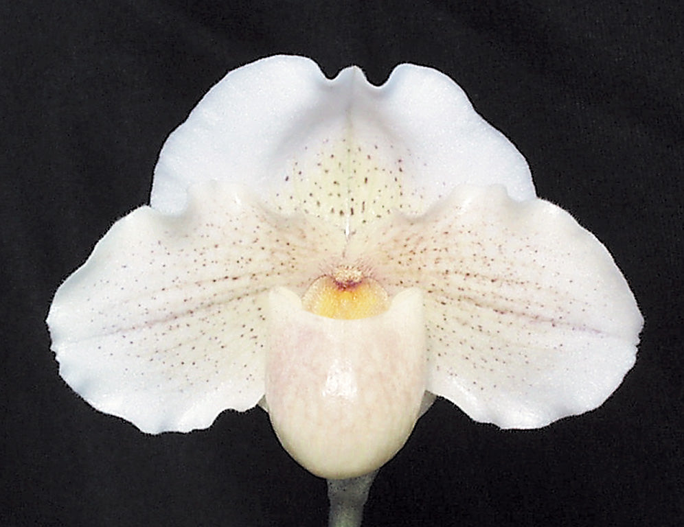 Paphiopedilum Dusty Miller 'Dapple' AM/RHS