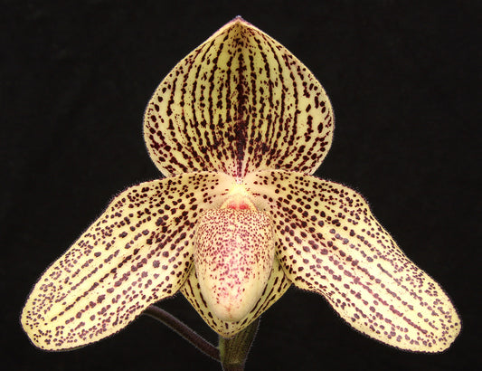 Paphiopedilum Frank Hughes 'Tanya' AM/AOS