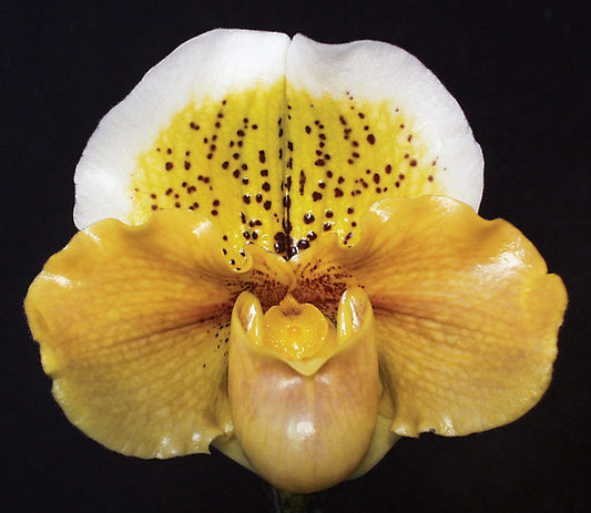 Paphiopedilum Garnet Honey 'Golden Treasure' HCC/AOS