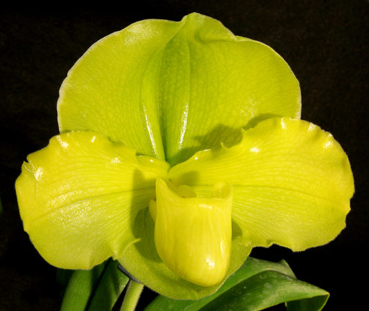 Paphiopedilum Golden Glow