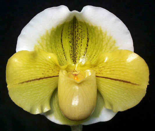 Paphiopedilum Green Mint 'Jonquil' HCC/AOS