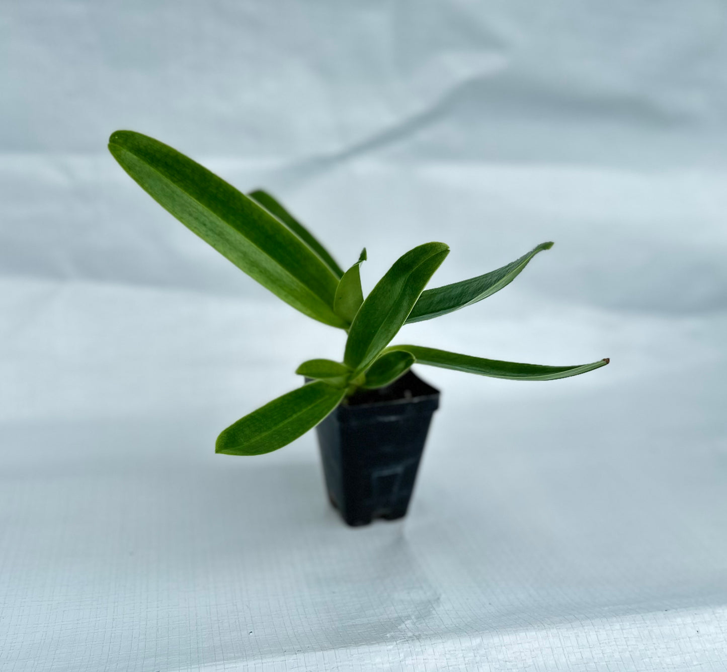 Paphiopedilum Woodrose 'Echo' AM/AOS