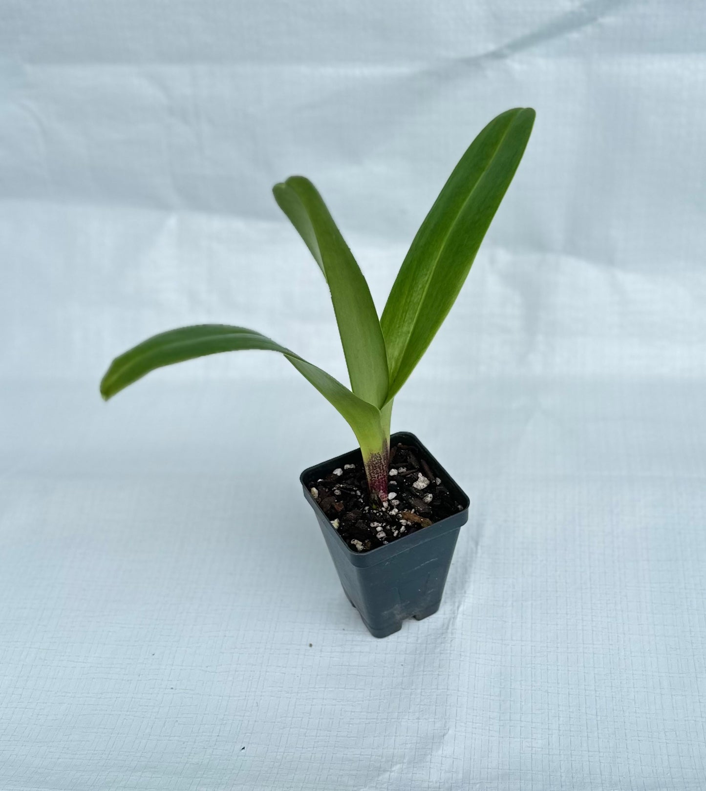 Paphiopedilum Next Generation 'Amazon King' x Next Generation 'Amazon Queen'