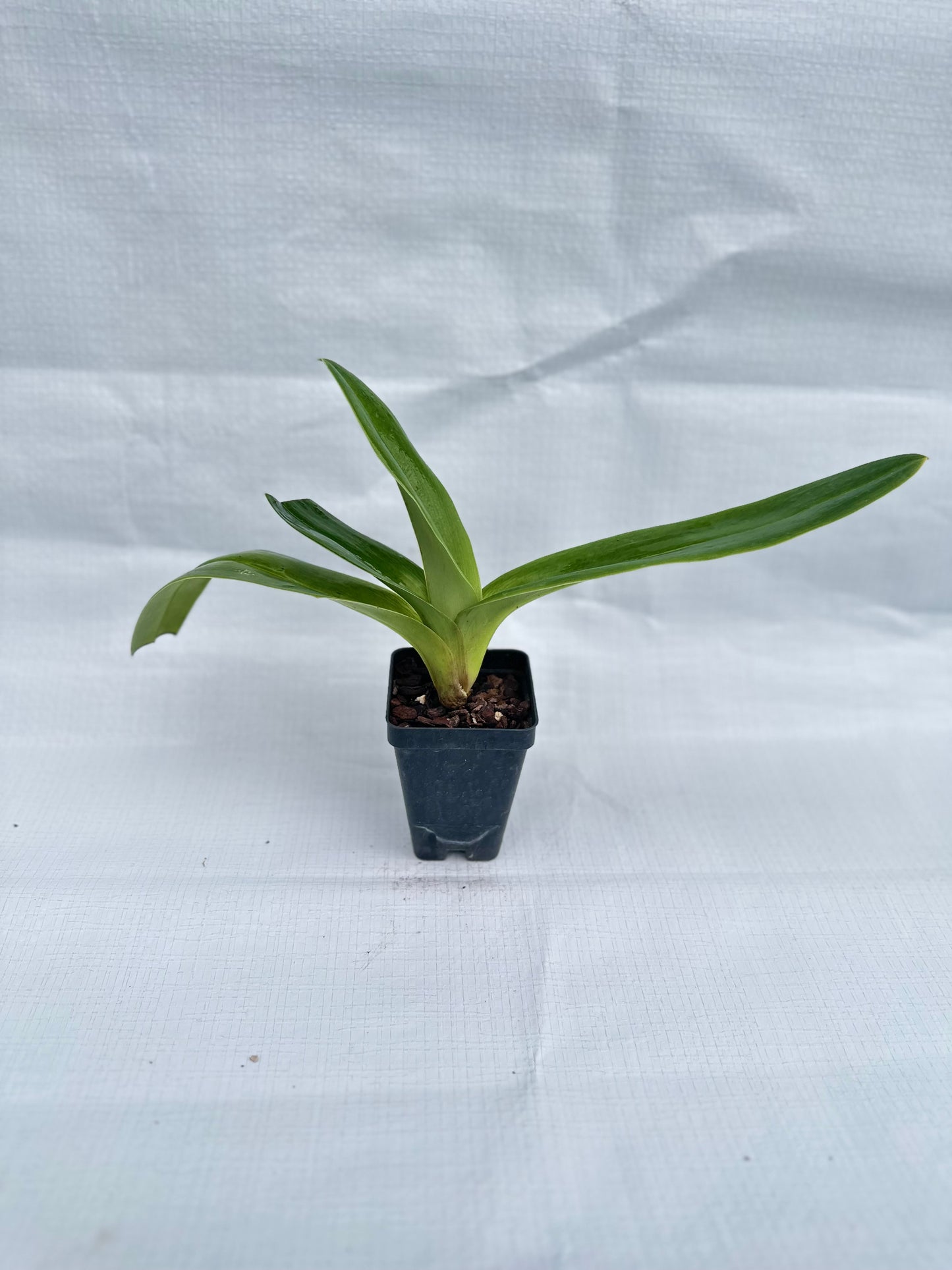 Paphiopedilum Emerald Light