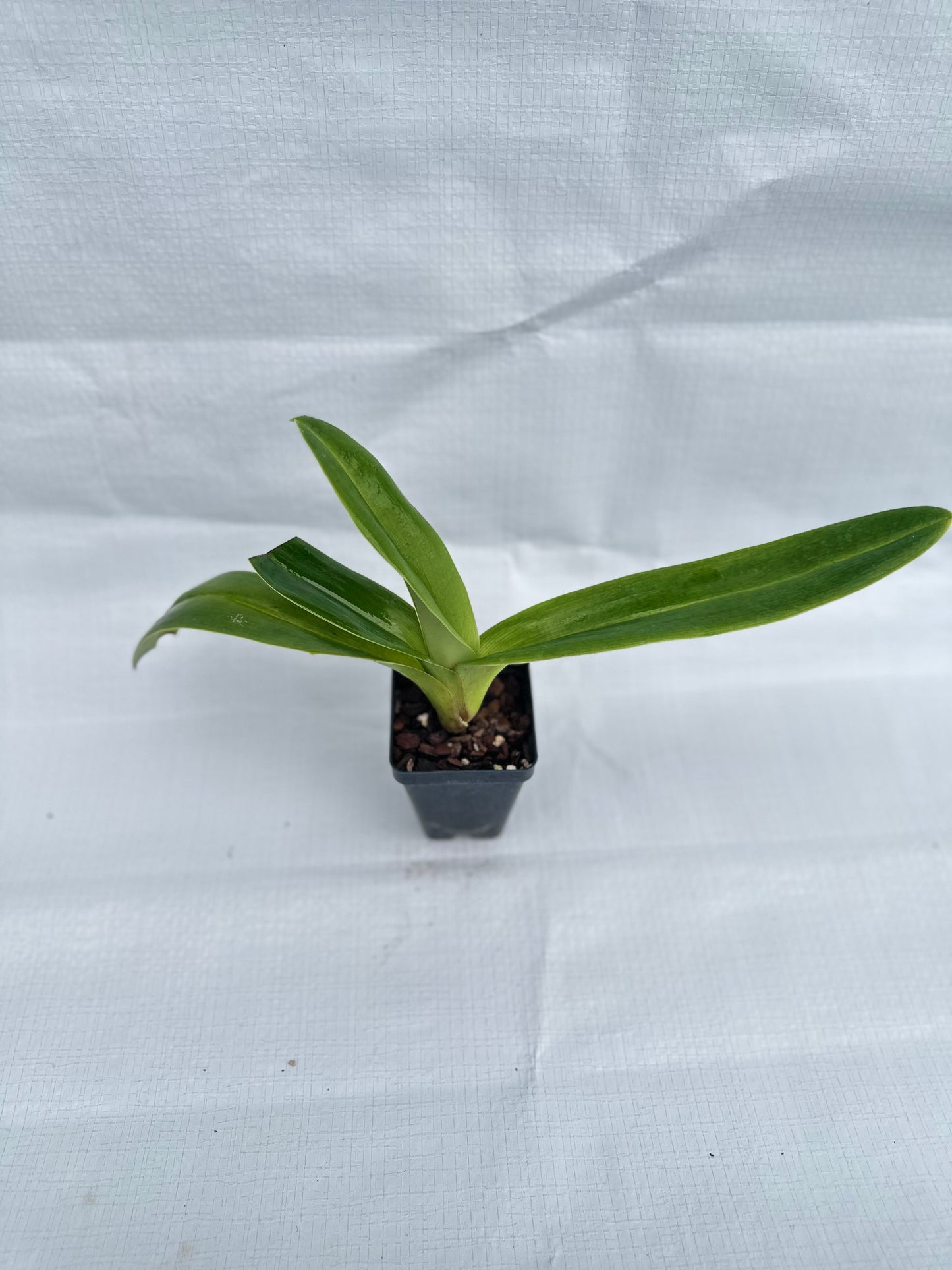 Paphiopedilum Emerald Light