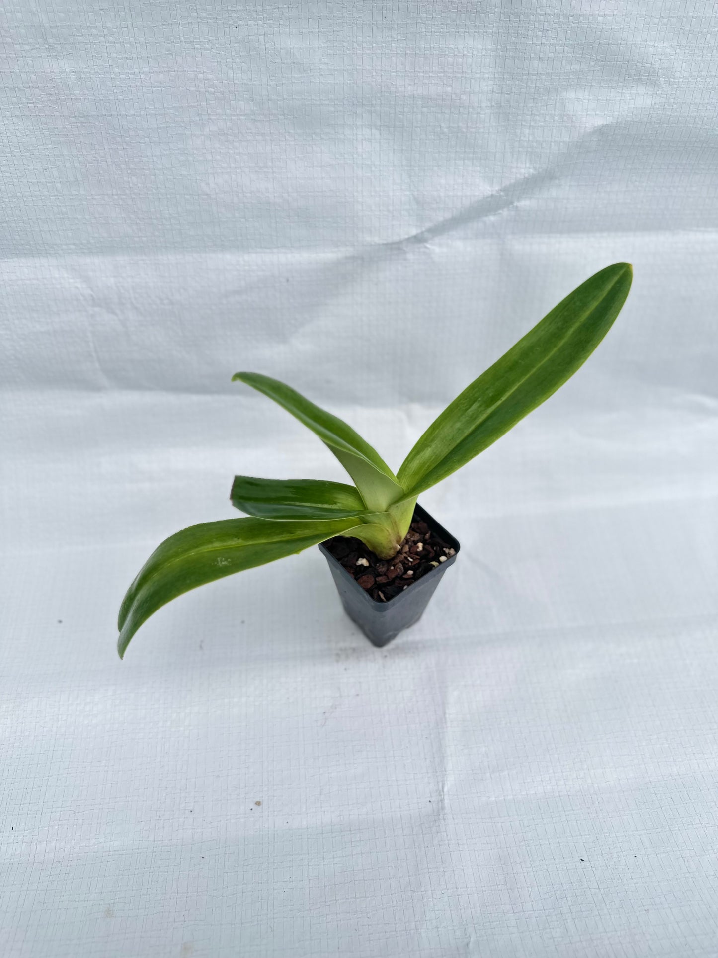 Paphiopedilum Emerald Light