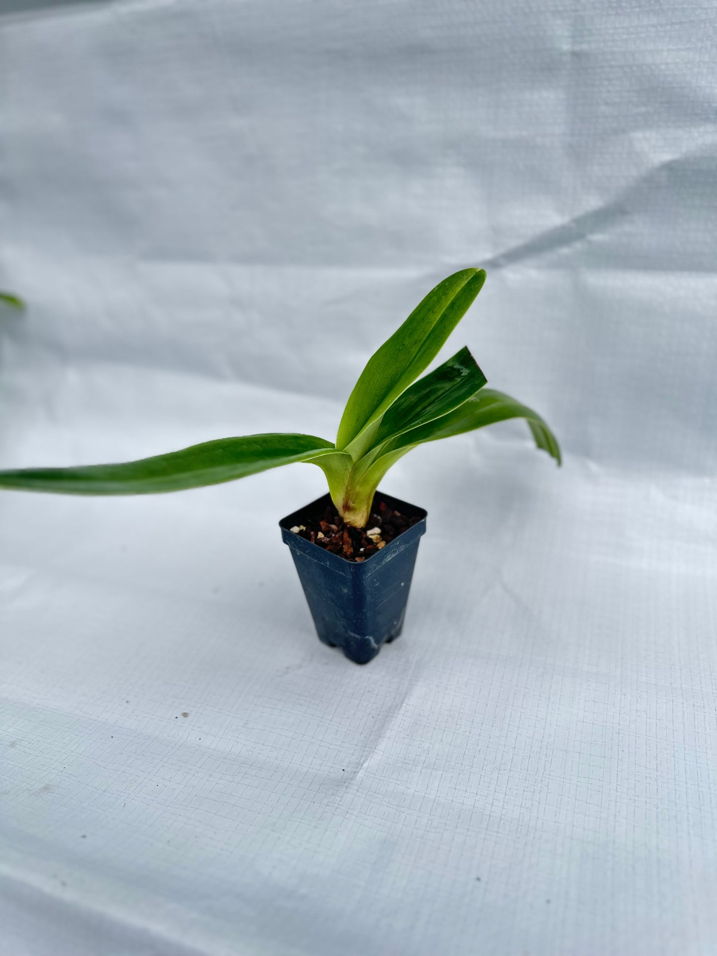 Paphiopedilum Emerald Light