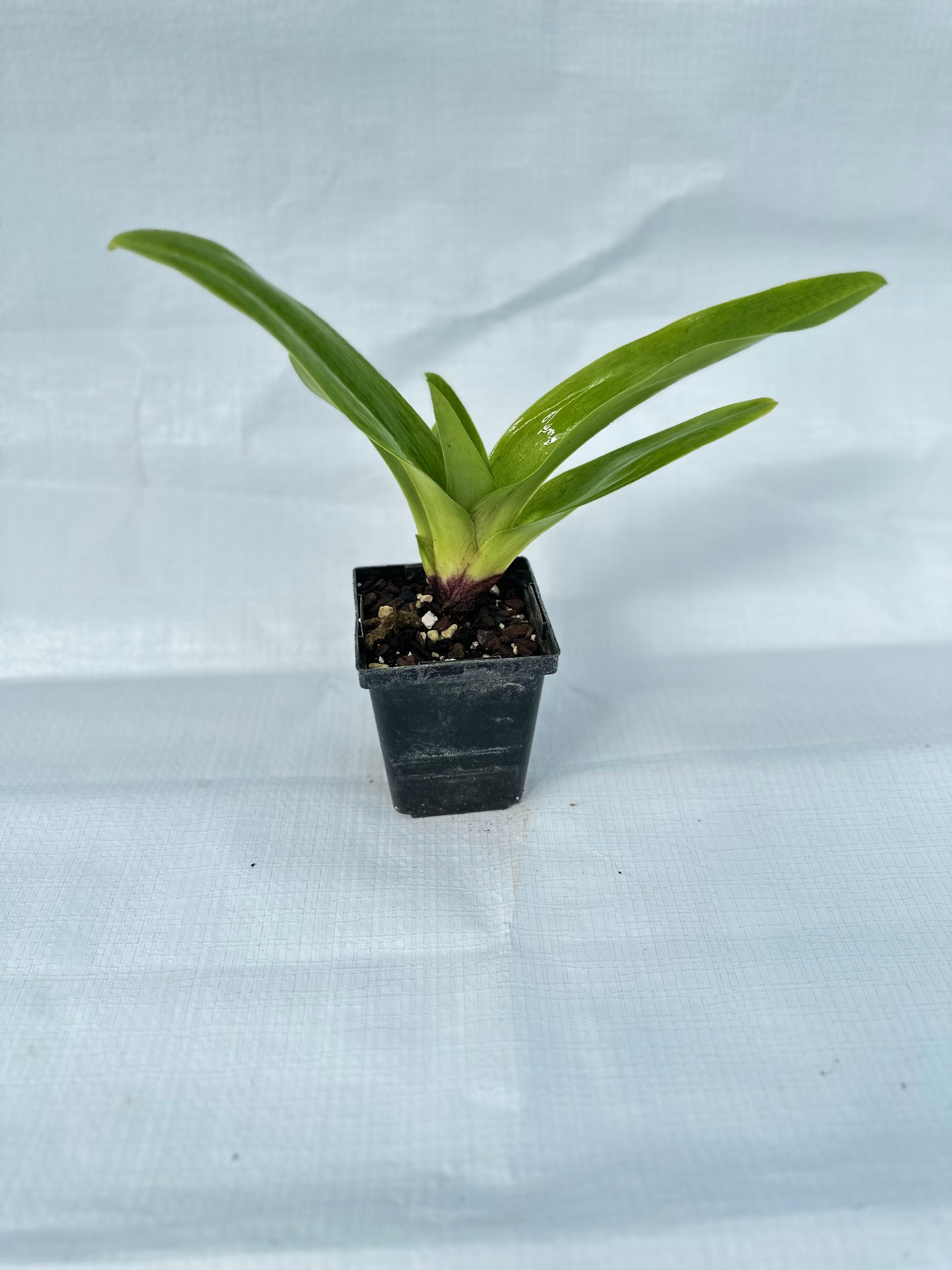 Paphiopedilum King Frank 'Papa Aroha' x Thunder Cat 'Sizzler' HCC