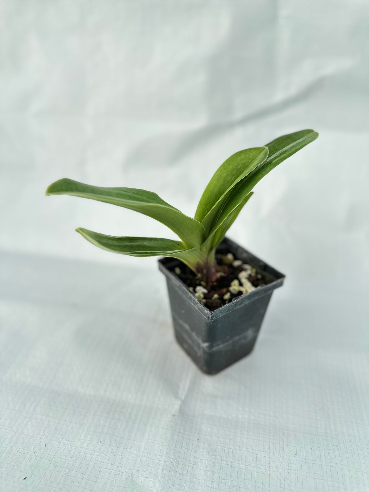 Paphiopedilum Flash Point 'Rotunda' x Red Dominion 'Perfection'