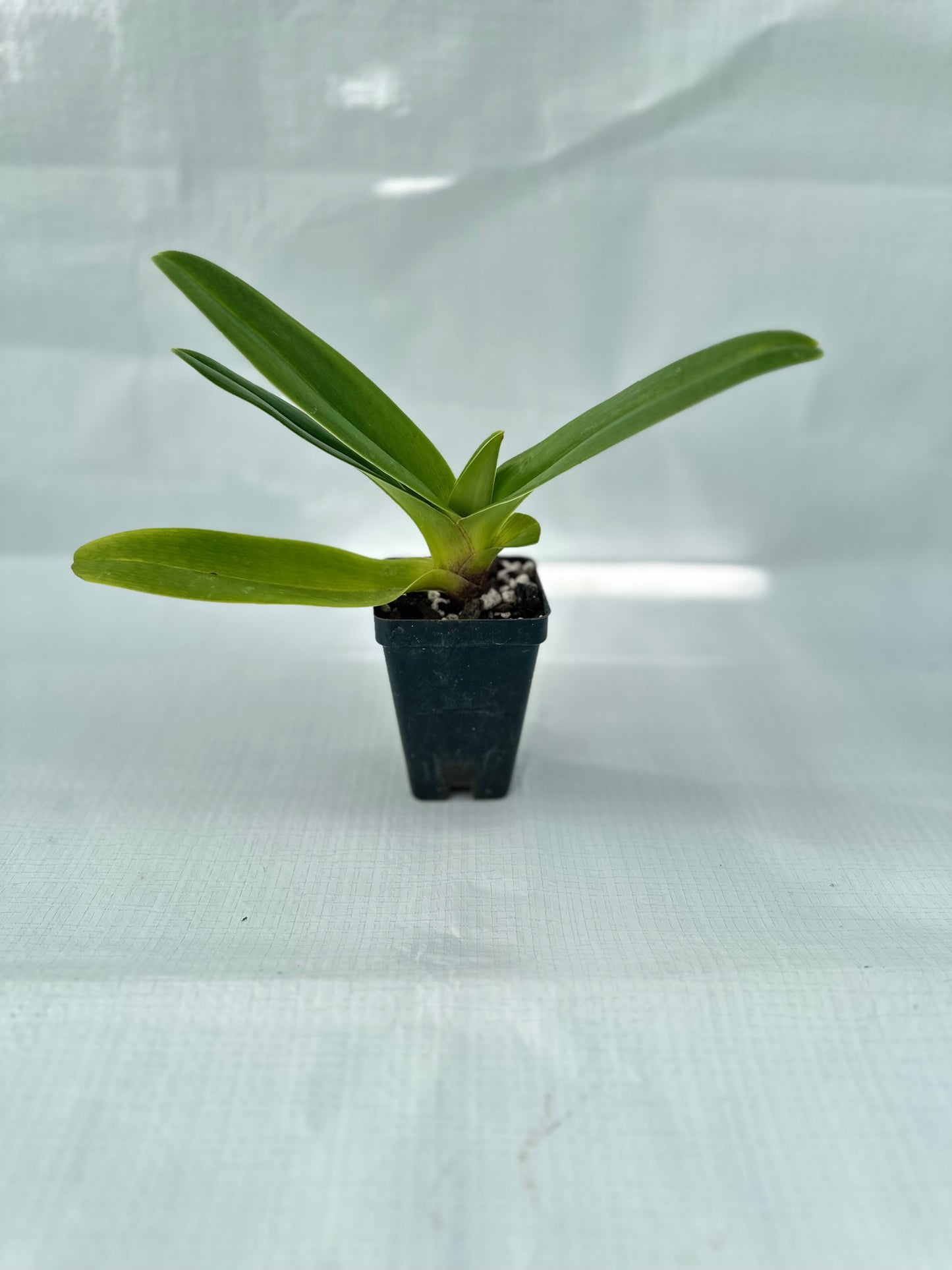 Paphiopedilum Alchemist's Treasure