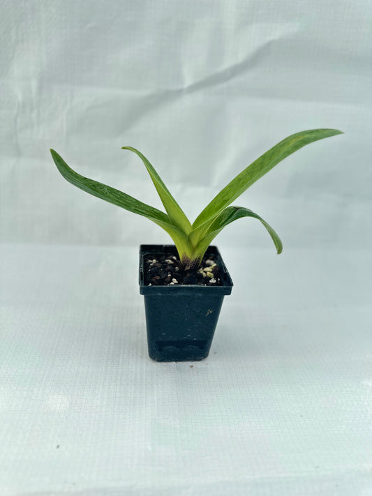 Paphiopedilum Startler 'Glace'AM/AOS x Maggie Anne 'Coro' B/CSA