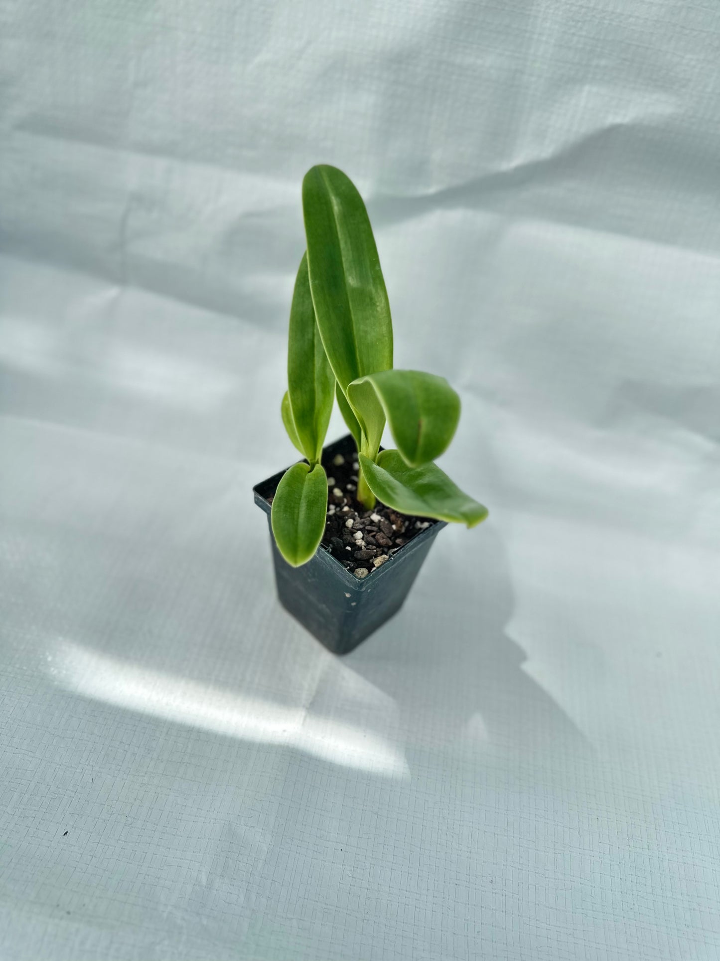 Paphiopedilum Austin Cash 'Green Globe' AM/AOS