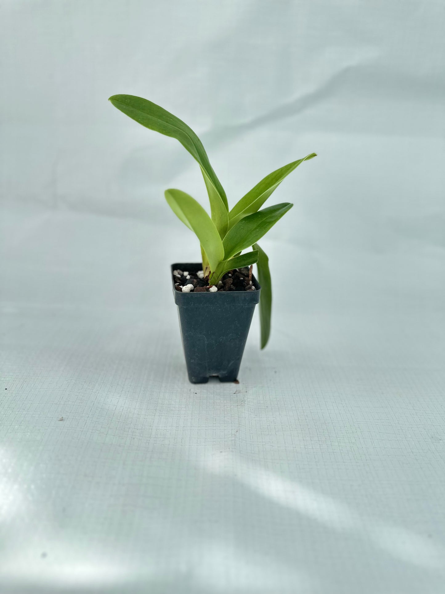 Paphiopedilum Gege Hughes 'Harvest Moon' AM/AOS, BM/CSA