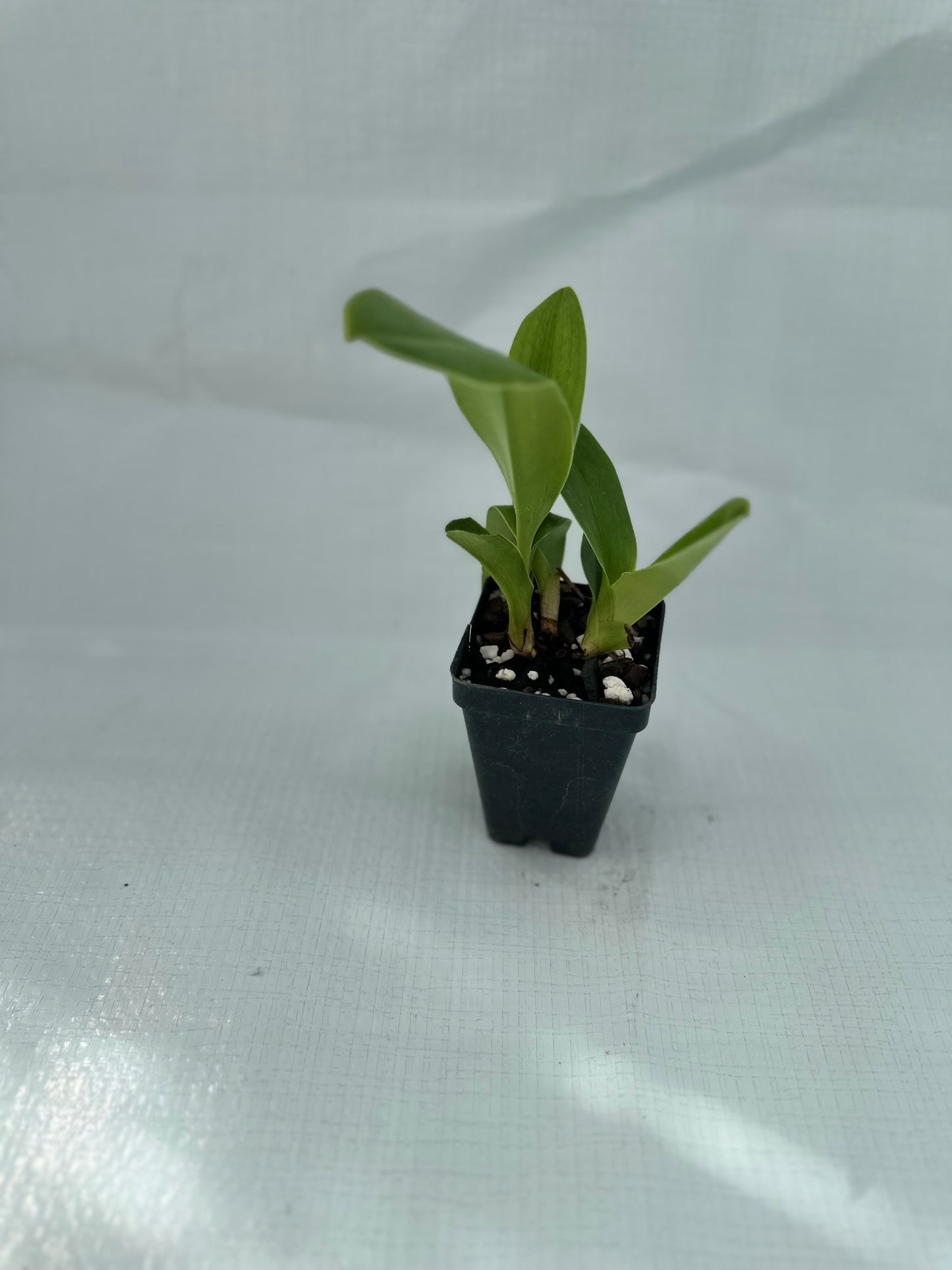 Paphiopedilum Gege Hughes 'Harvest Moon' AM/AOS, BM/CSA