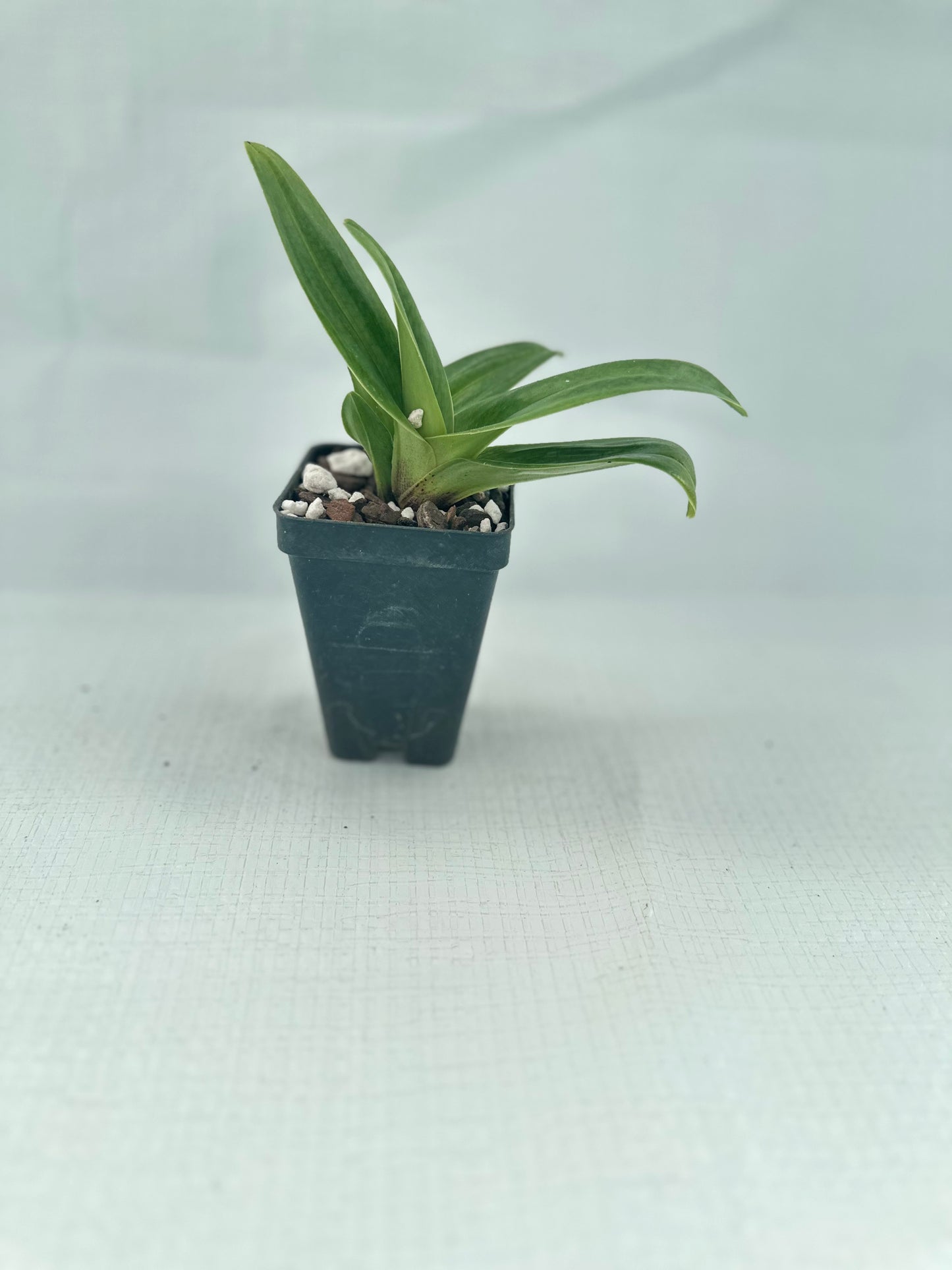 Paphiopedilum Izanaminomikoto 'Ballerina'