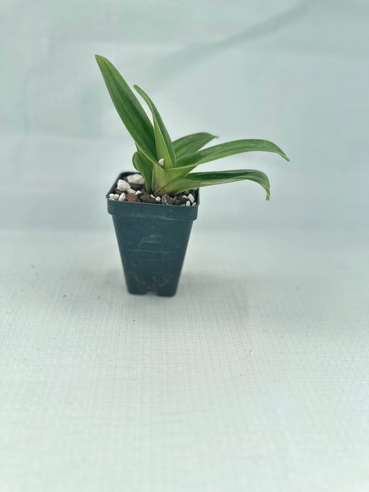 Paphiopedilum Izanaminomikoto 'Ballerina'