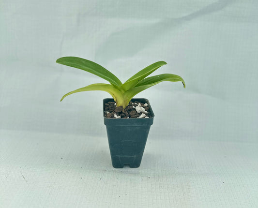 Paphiopedilum InCharm Mystique 'Heiru'