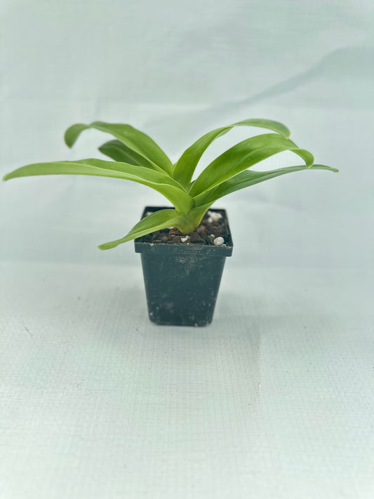 Paphiopedilum InCharm Mystique 'Heiru'