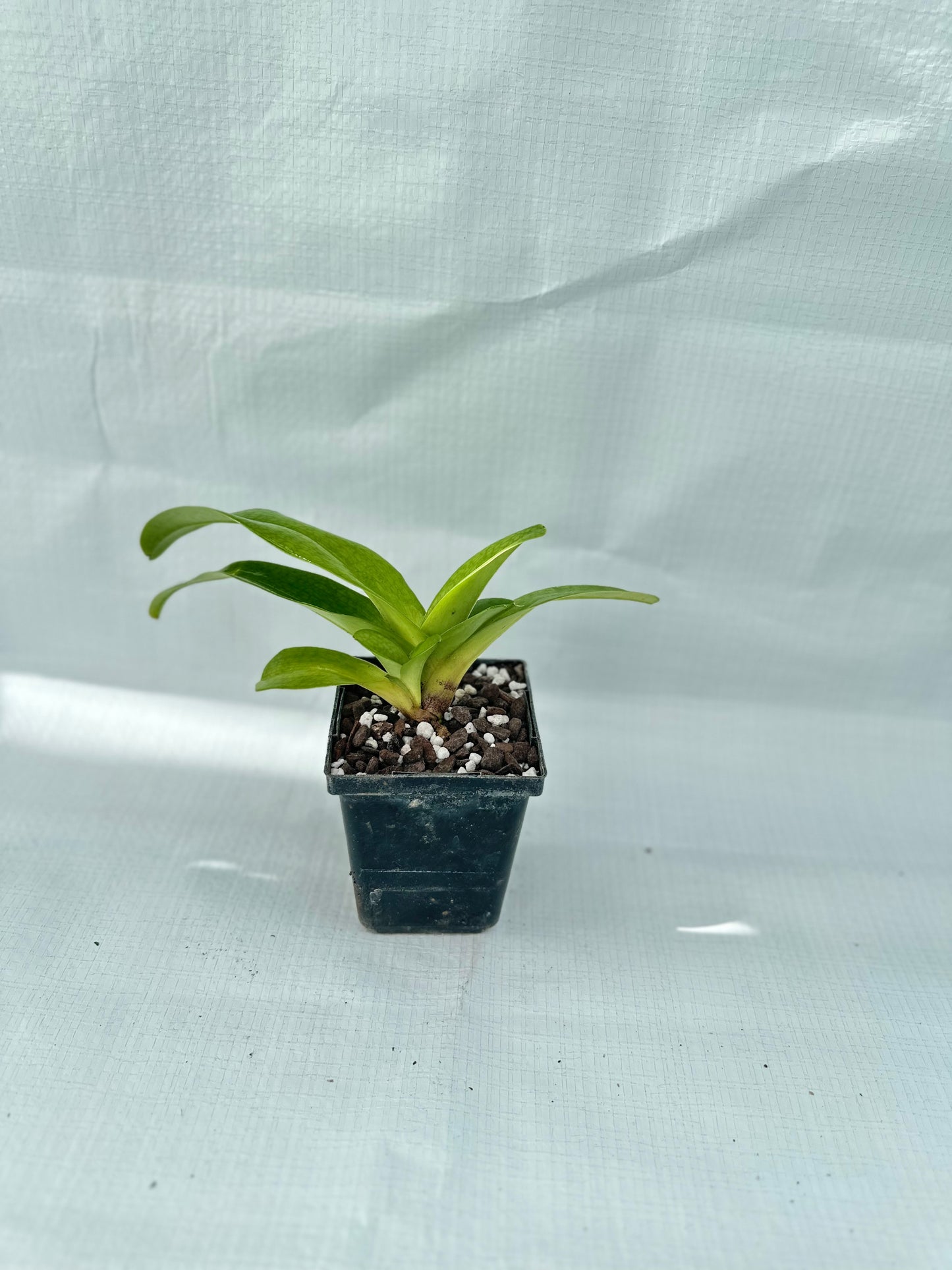 Paphiopedilum Moonface 'Keeper' HCC/AOS