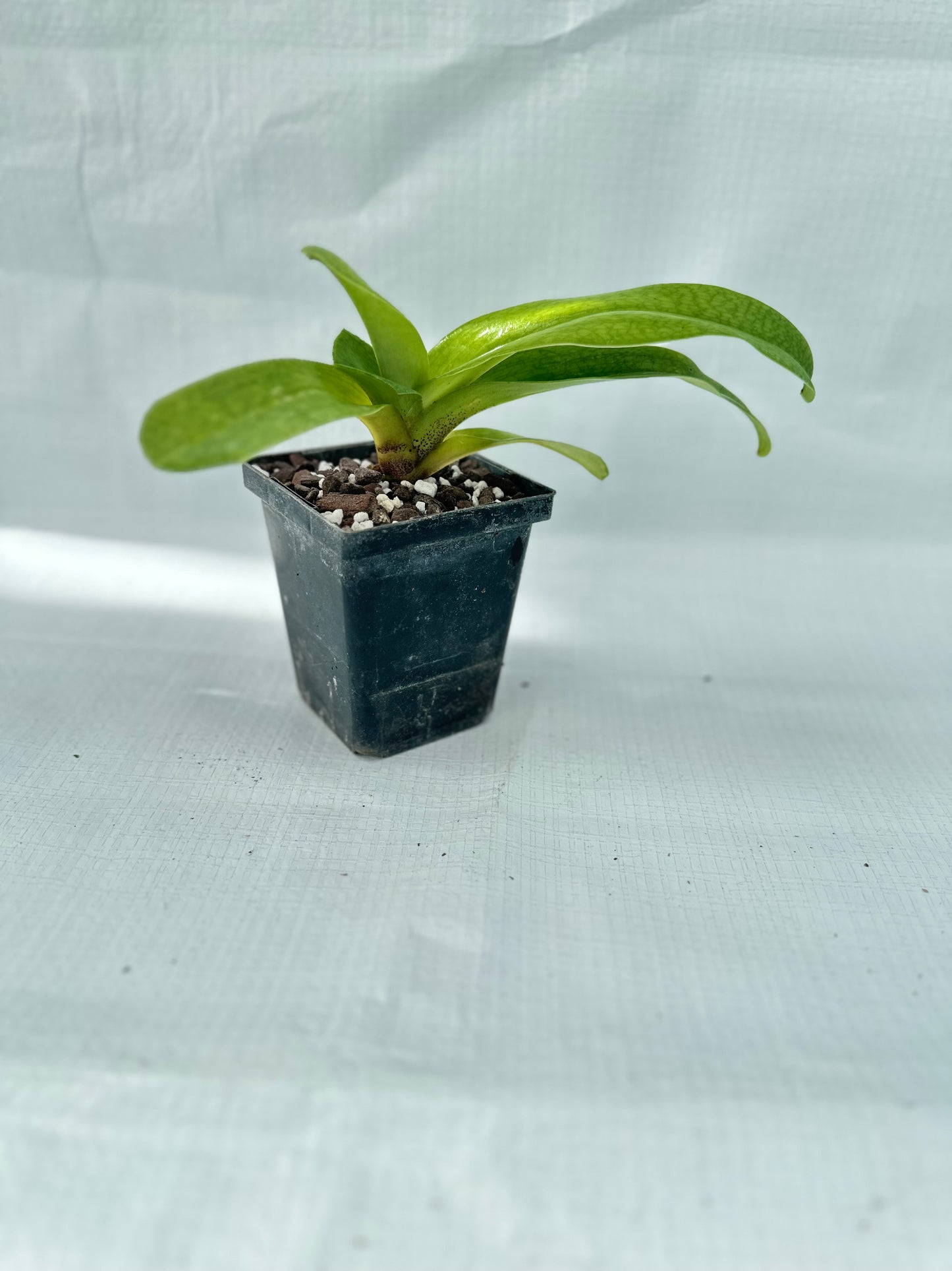 Paphiopedilum Moonface 'Keeper' HCC/AOS