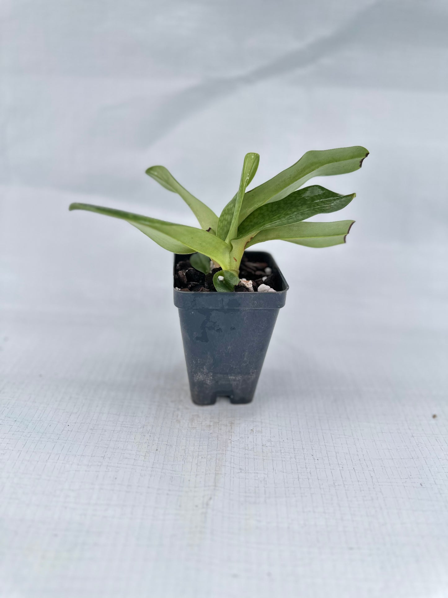 Paphiopedilum Rolfei