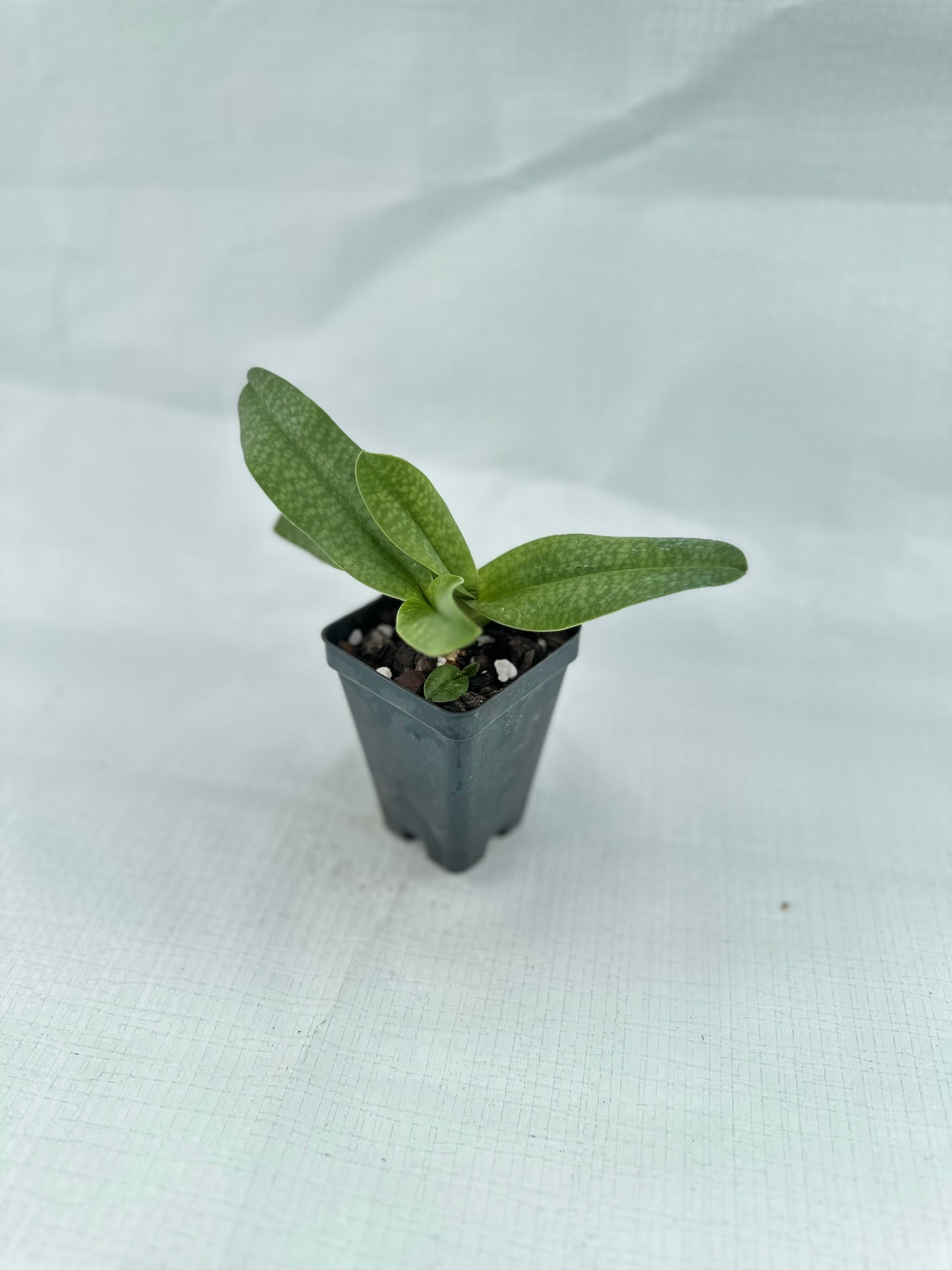 Paphiopedilum Rolfei