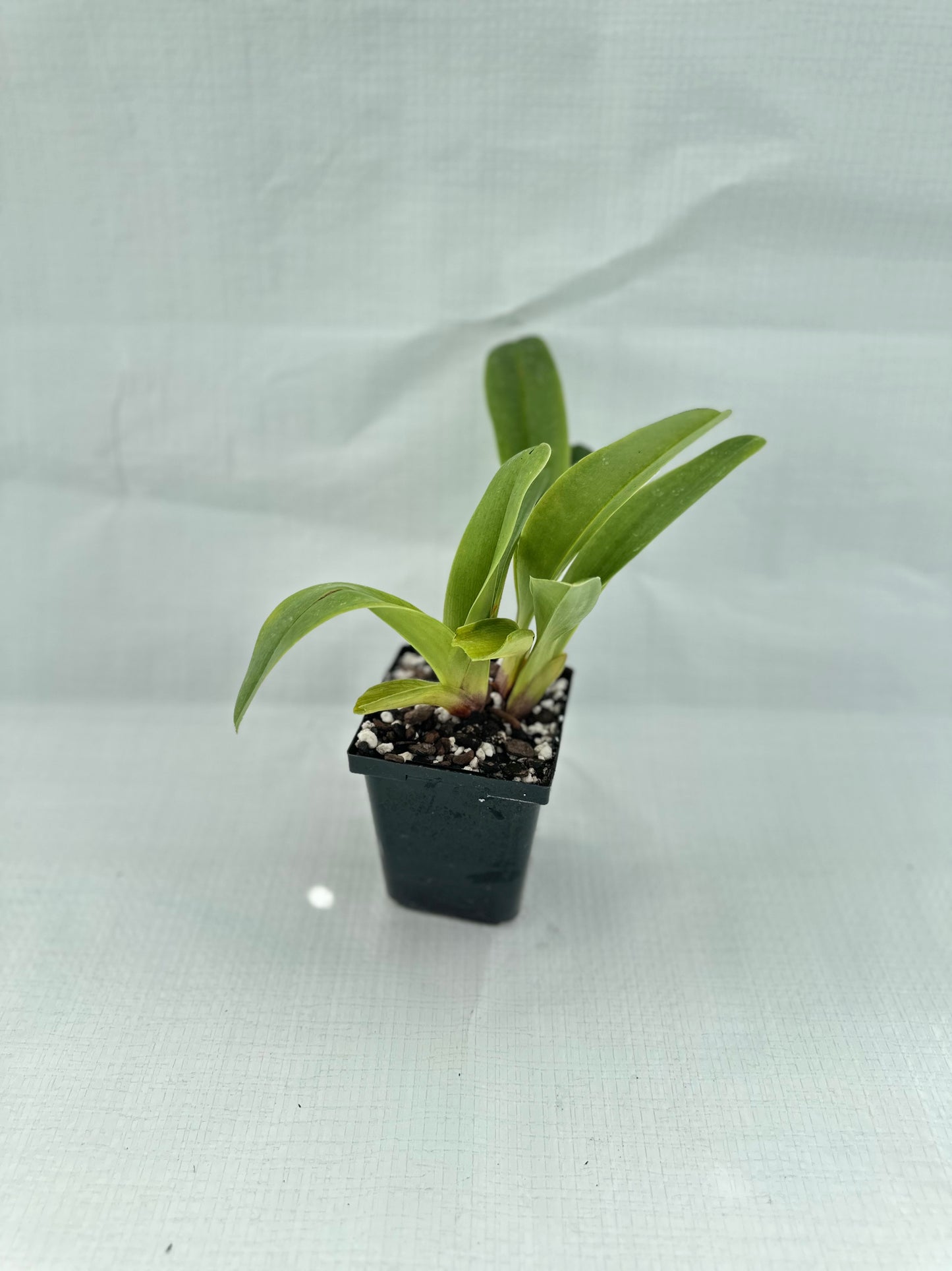 Paphiopedilum Picture Rock 'Papa Aroha' HCC/NZOS