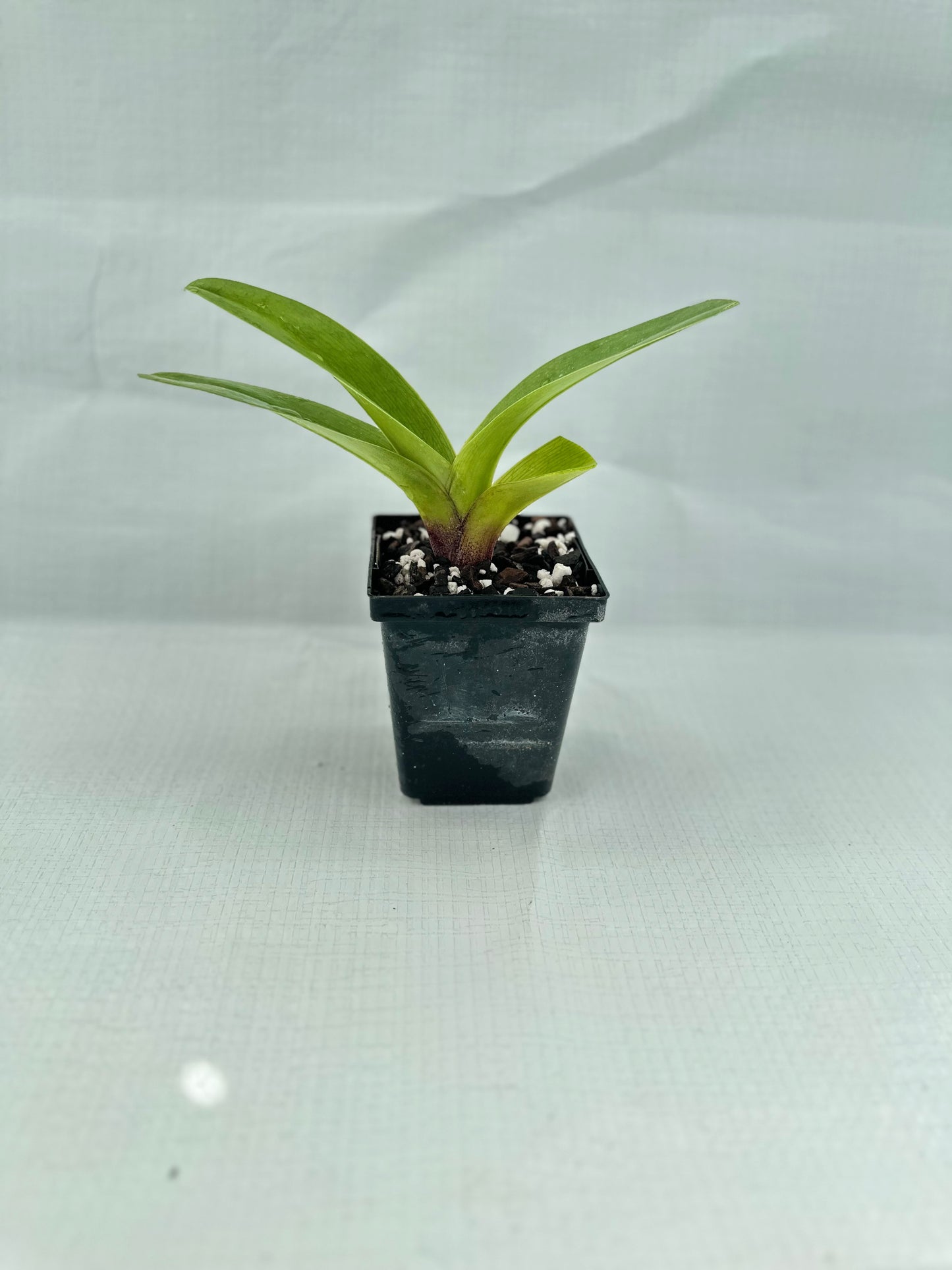 Paphiopedilum Rainmaker