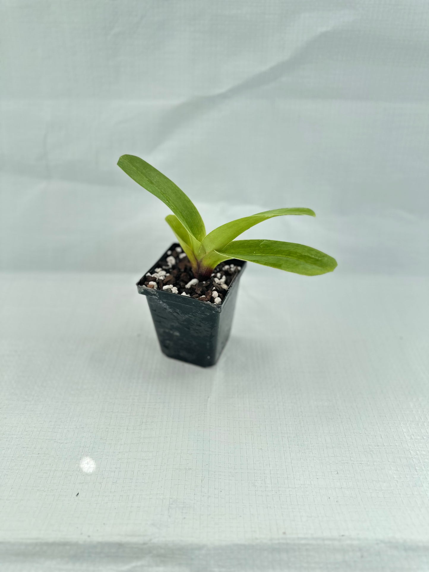 Paphiopedilum Rainmaker