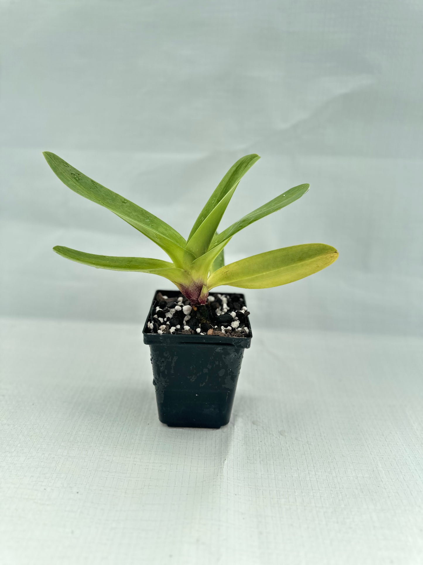 Paphiopedilum Via Ojai 'Silvia' HCC