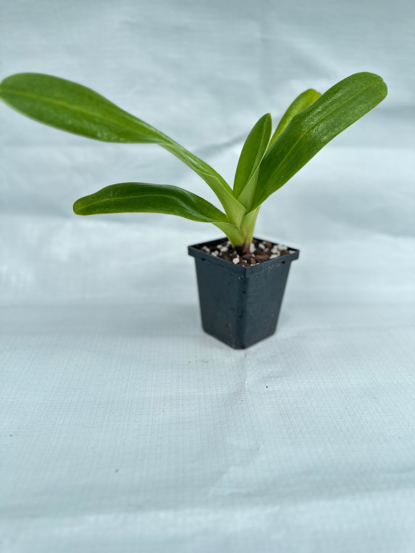 Paphiopedilum Hamana Fairy 'Red Moon Rising'