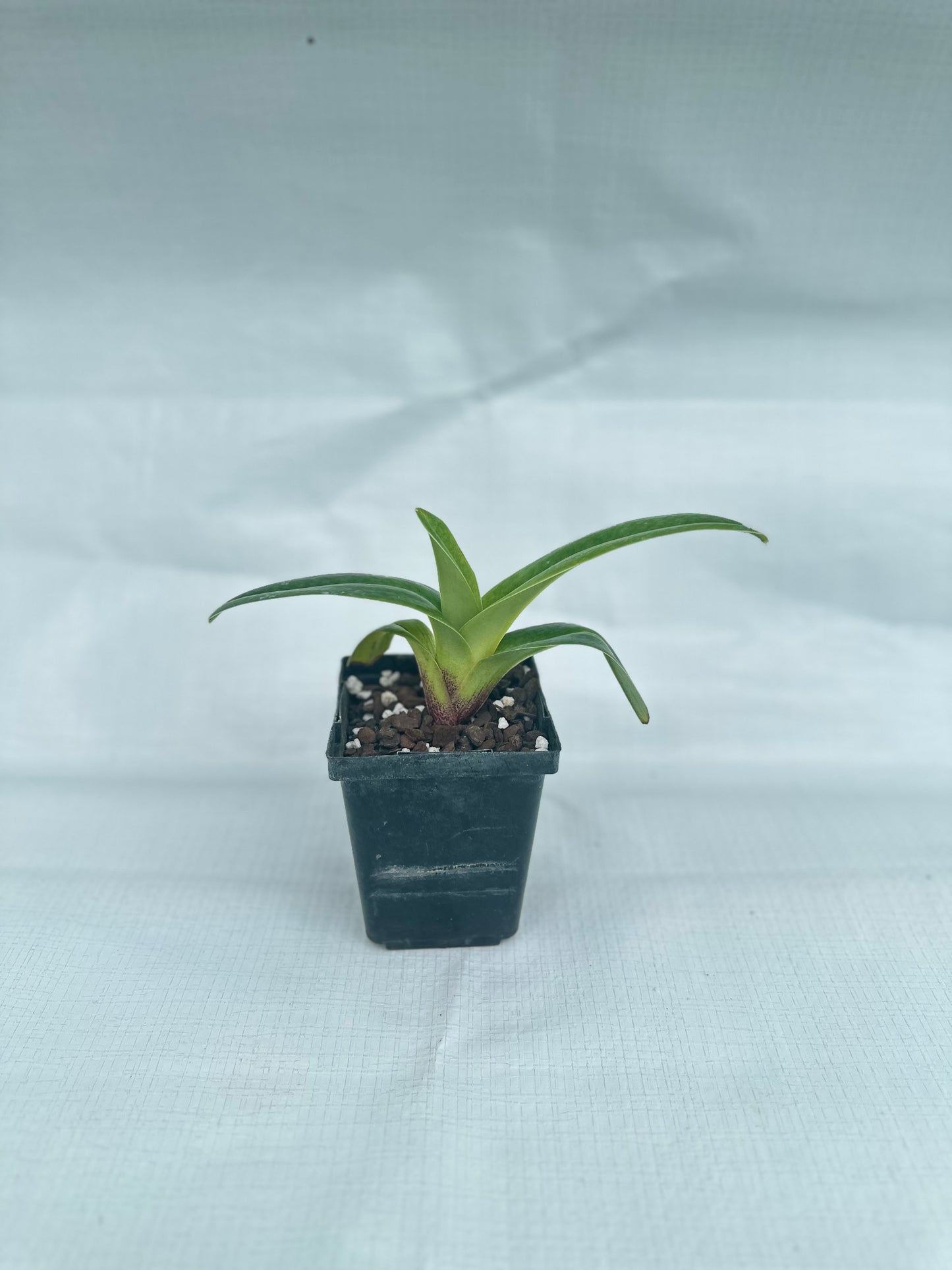 Paphiopedilum Snow Dancer 'Spot on'