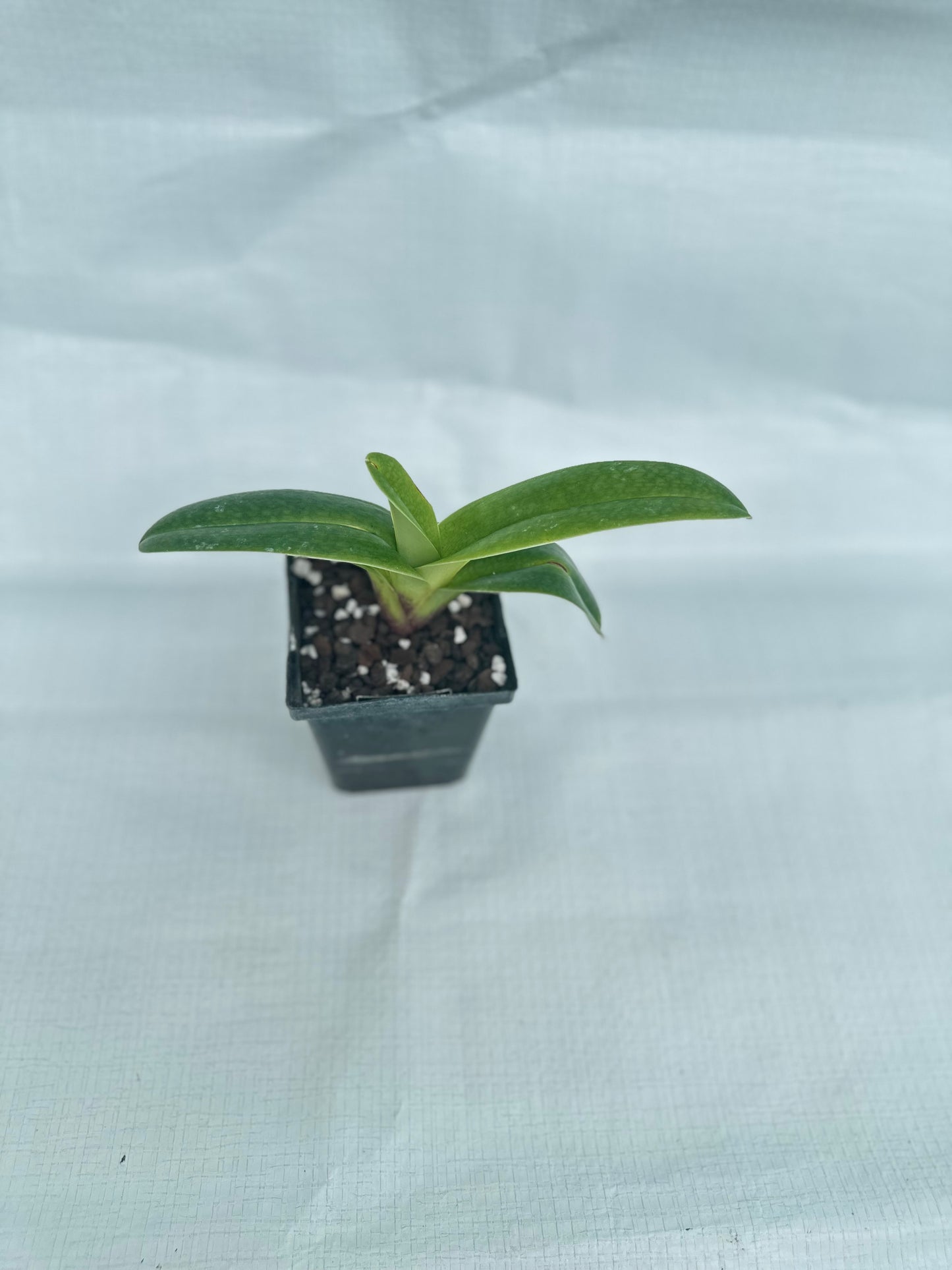 Paphiopedilum Snow Dancer 'Spot on'