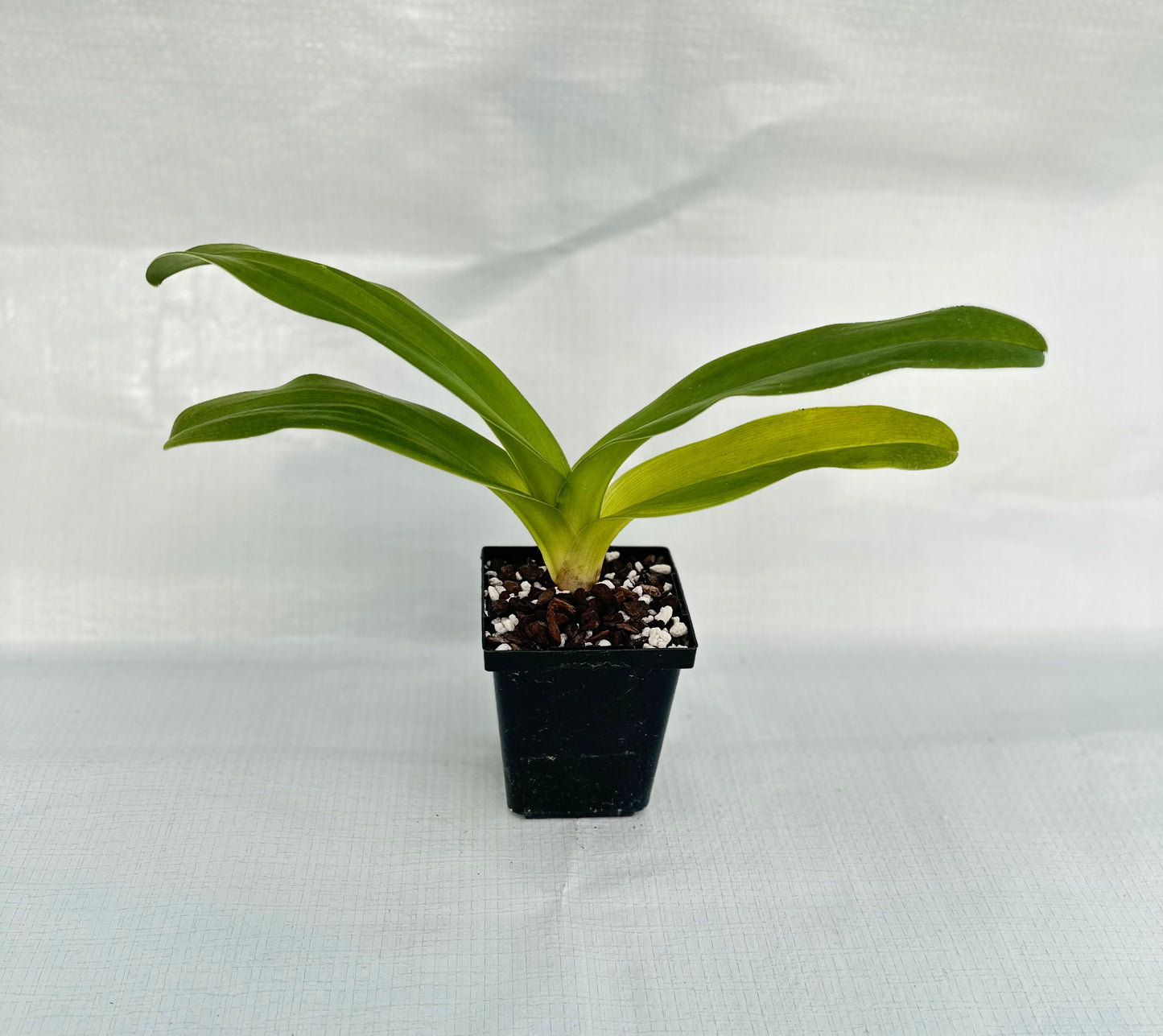 Paphiopedilum Pacific Shamrock 'Lucky' AM