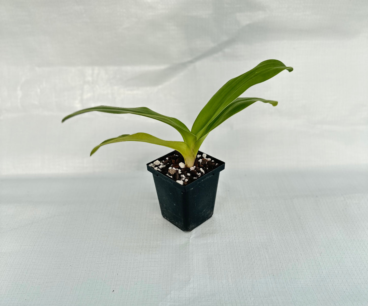 Paphiopedilum Pacific Shamrock 'Lucky' AM