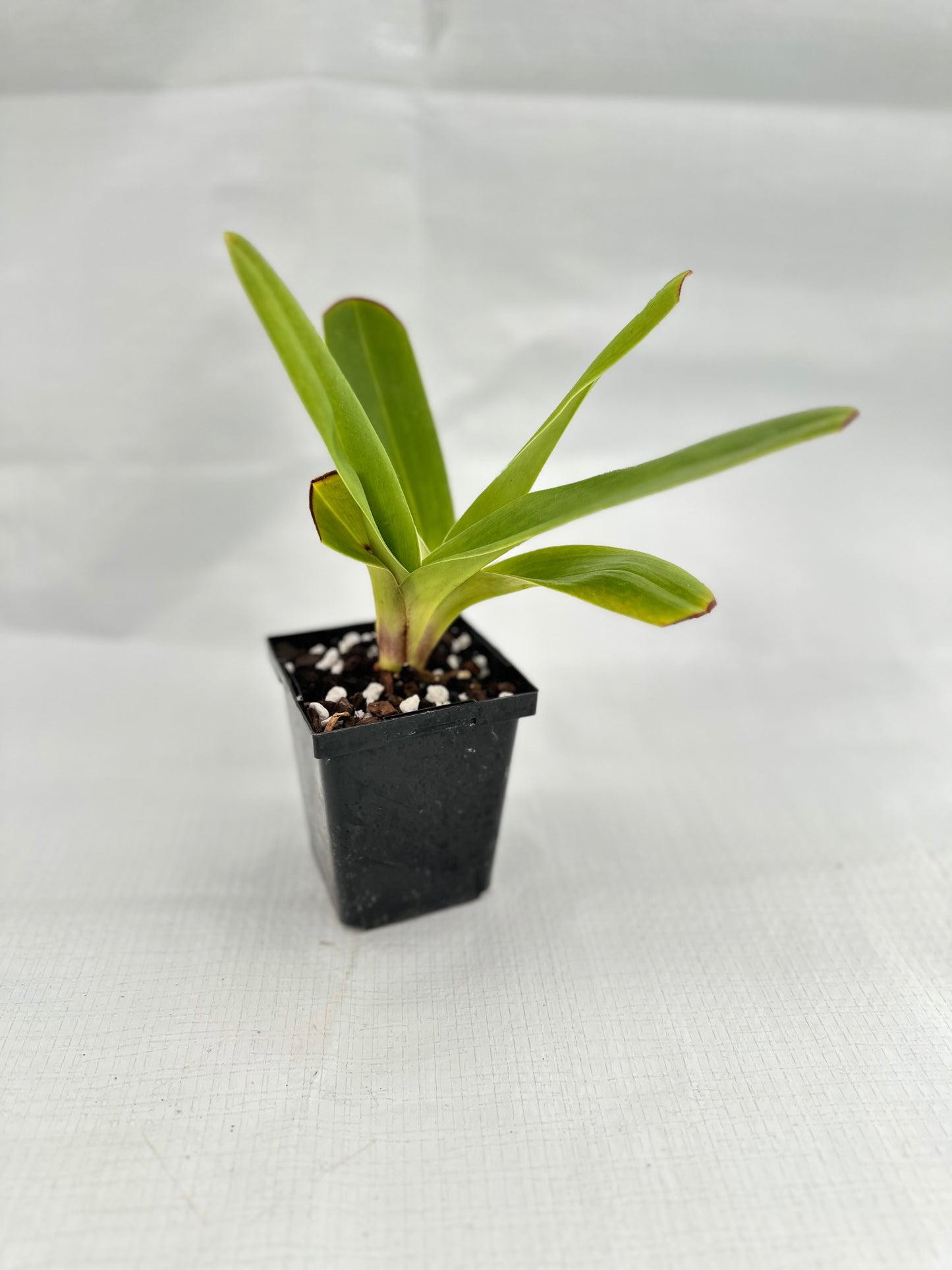 Paphiopedilum Peter Black 'Emerald' AM/AOS, SM/CSA, HCC/AOC, HCC/NSW