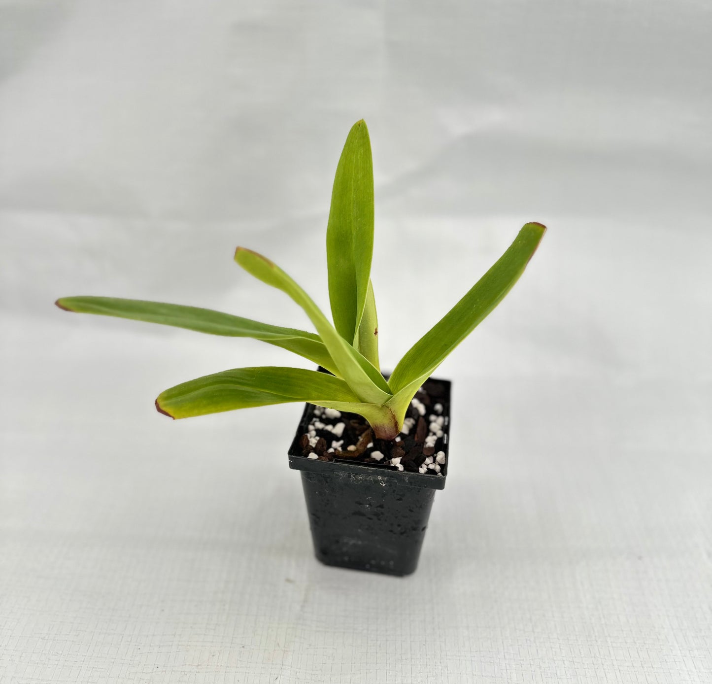 Paphiopedilum Peter Black 'Emerald' AM/AOS, SM/CSA, HCC/AOC, HCC/NSW