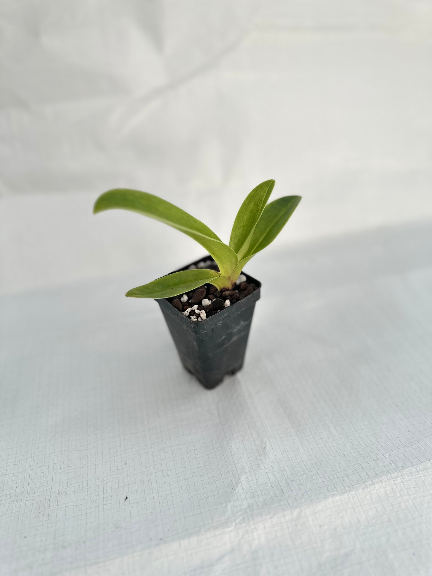 Paphiopedilum Space Wonder