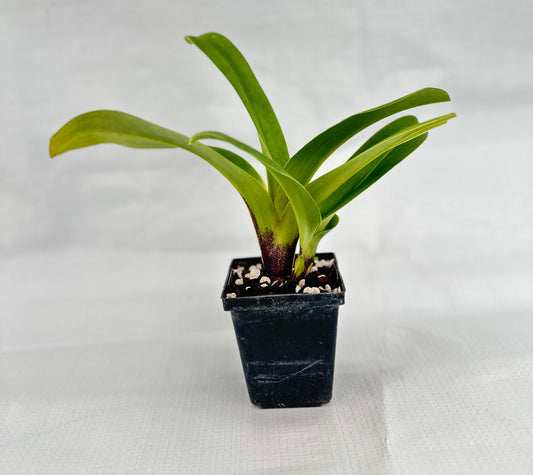 Paphiopedilum Lippewunder 'Twin Titan'