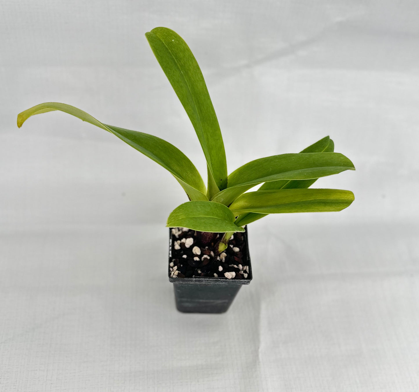 Paphiopedilum Lippewunder 'Twin Titan'