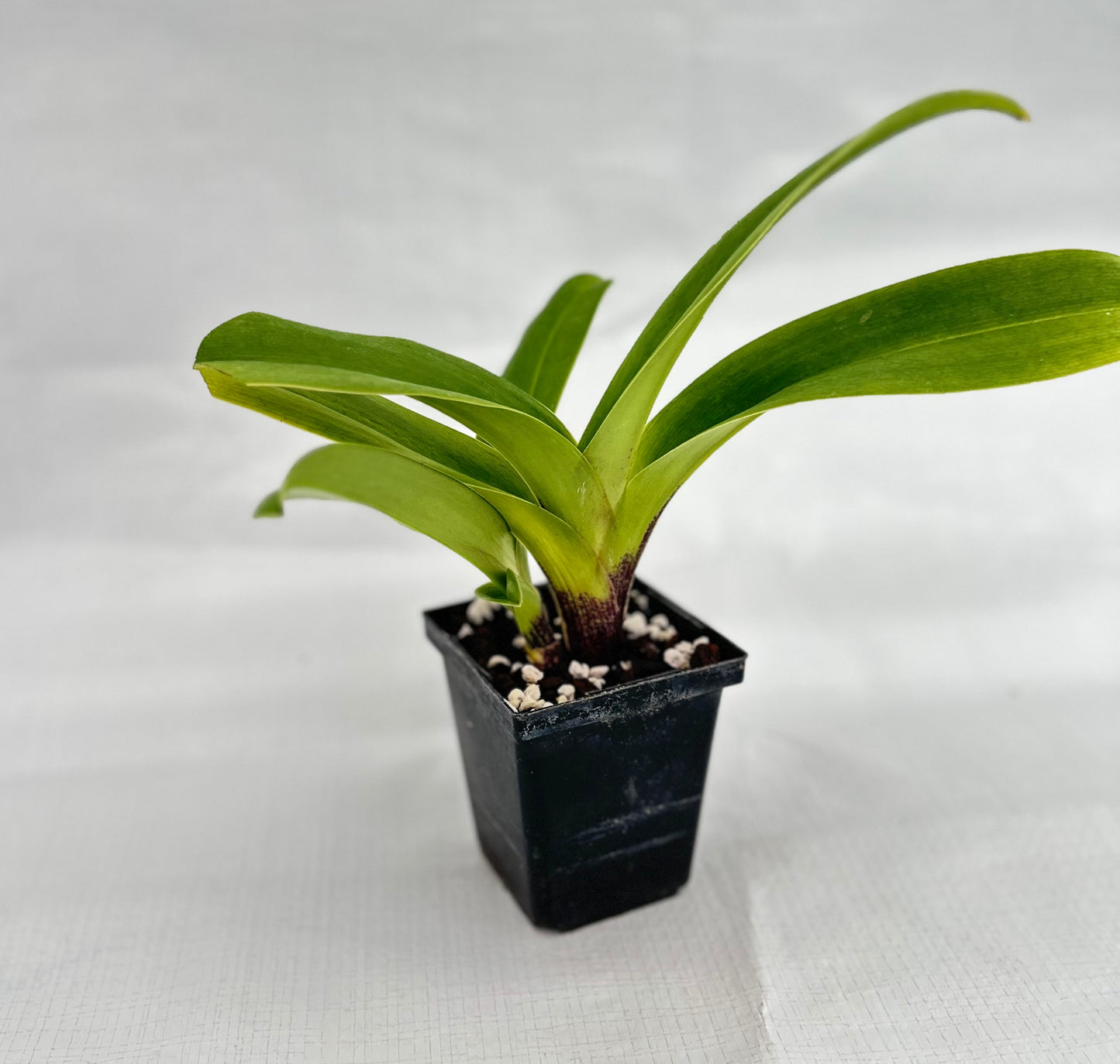 Paphiopedilum Lippewunder 'Twin Titan'