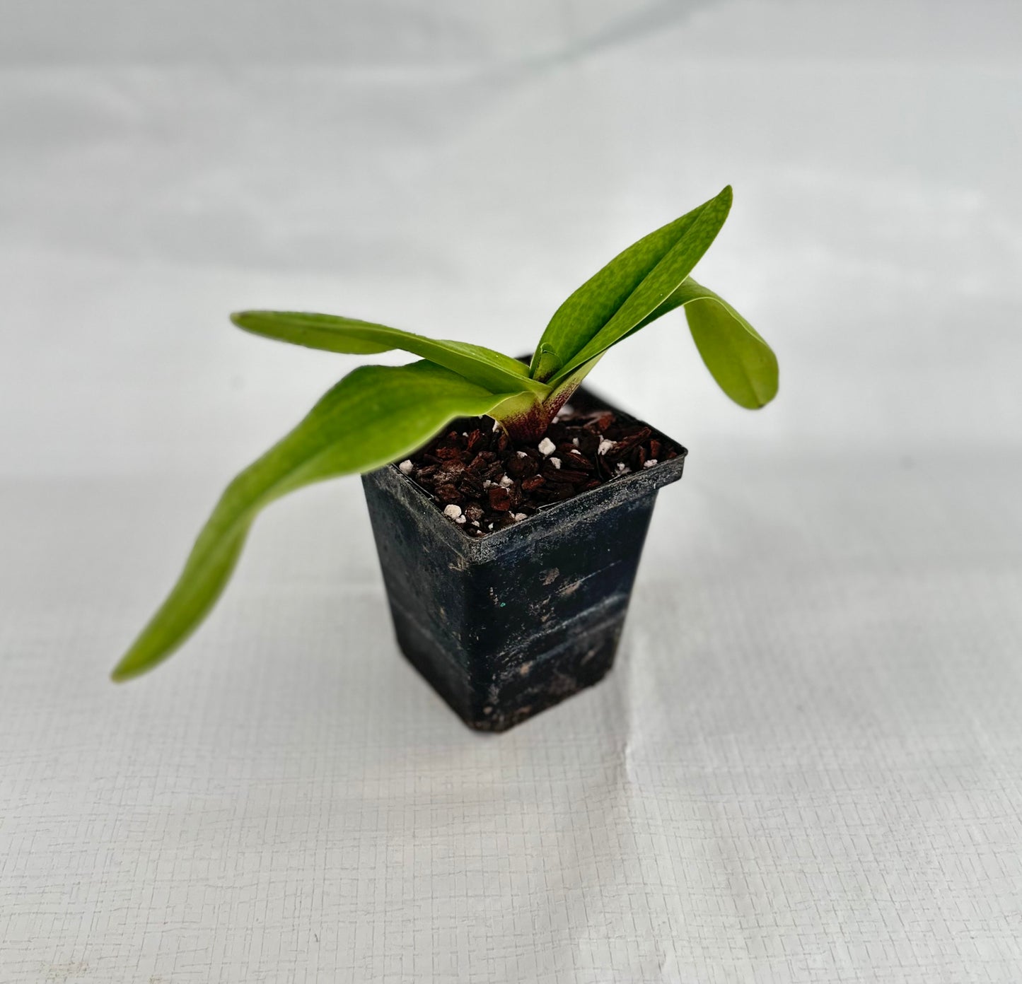 Paphiopedilum White Knight 'Guinevere' AM/AOS