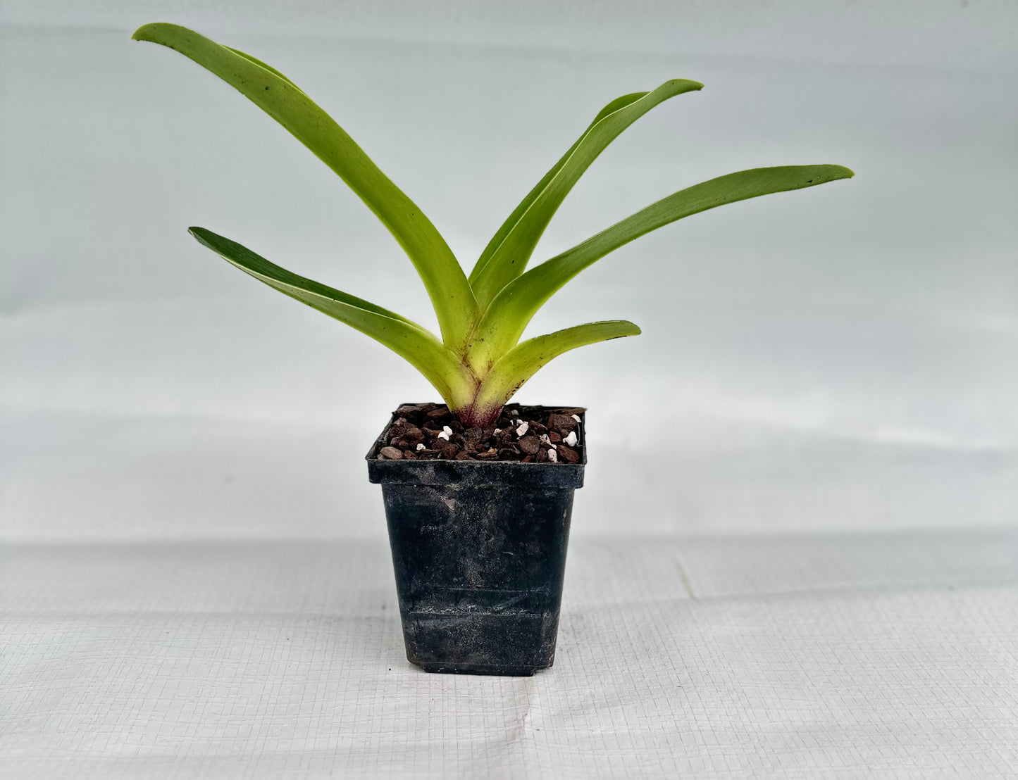 Paphiopedilum Millie Lester